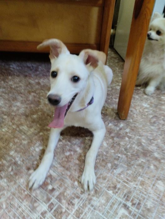 Молодая собачка (девочка)