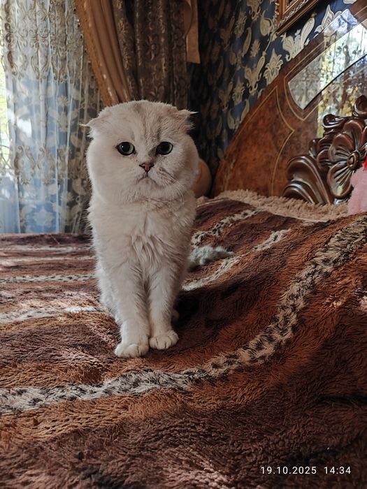 Вязка кот на вязку