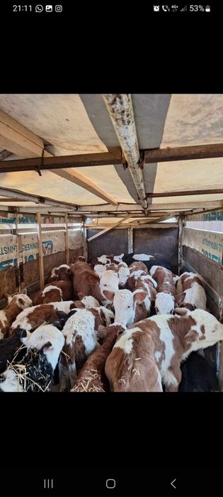 Vând  vitei diferite vârste