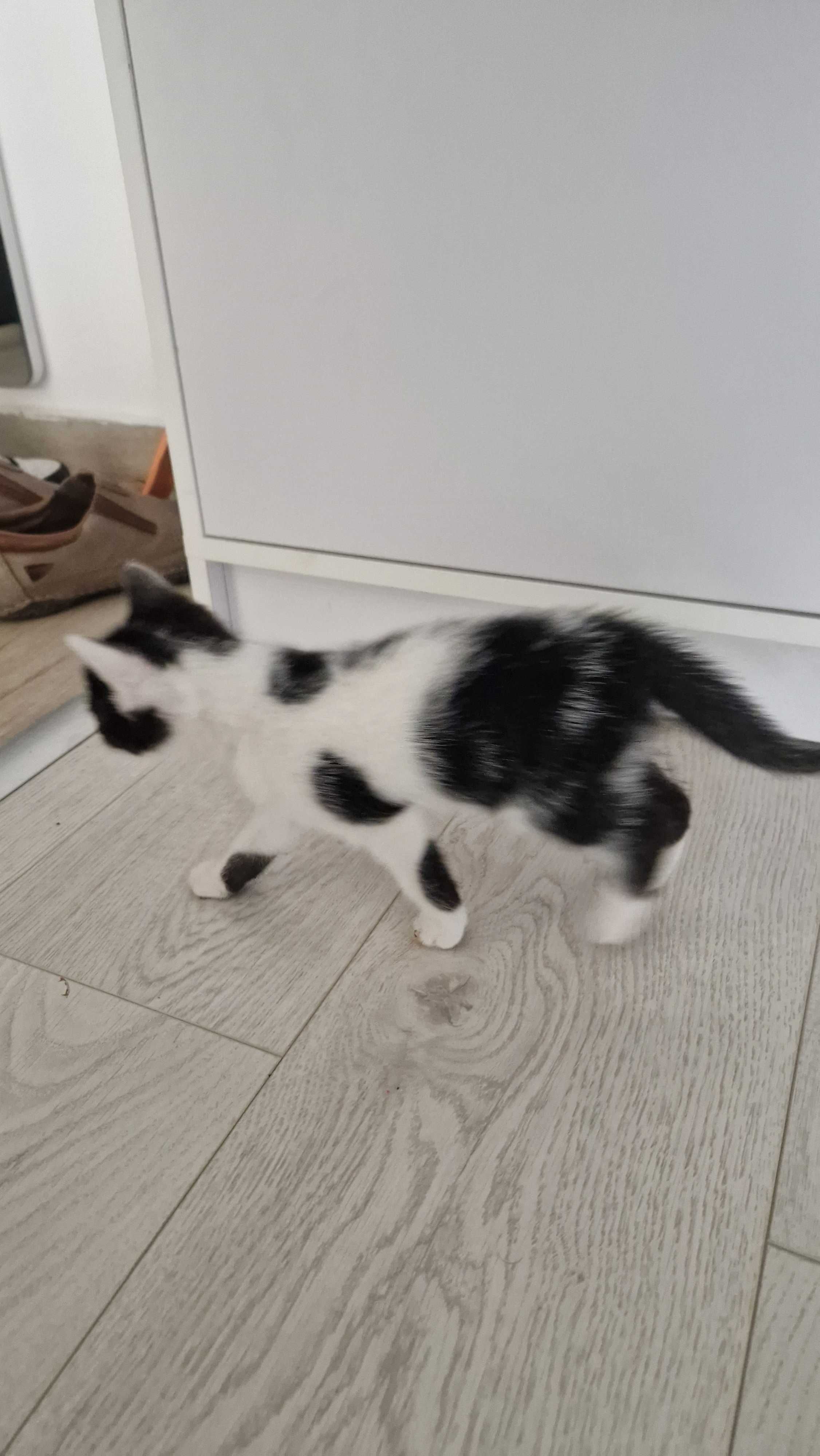 Ofer spre adoptie puiuti de pisica, 2 luni