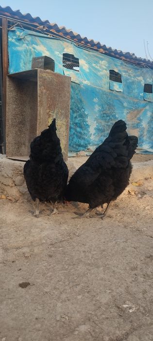 Jersi gigant sotladi