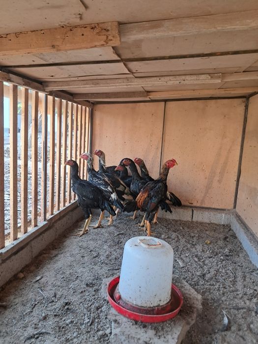 Дакан хўрозлар зоти яхши