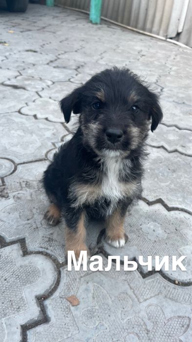 Продам щенков ягдтерьер