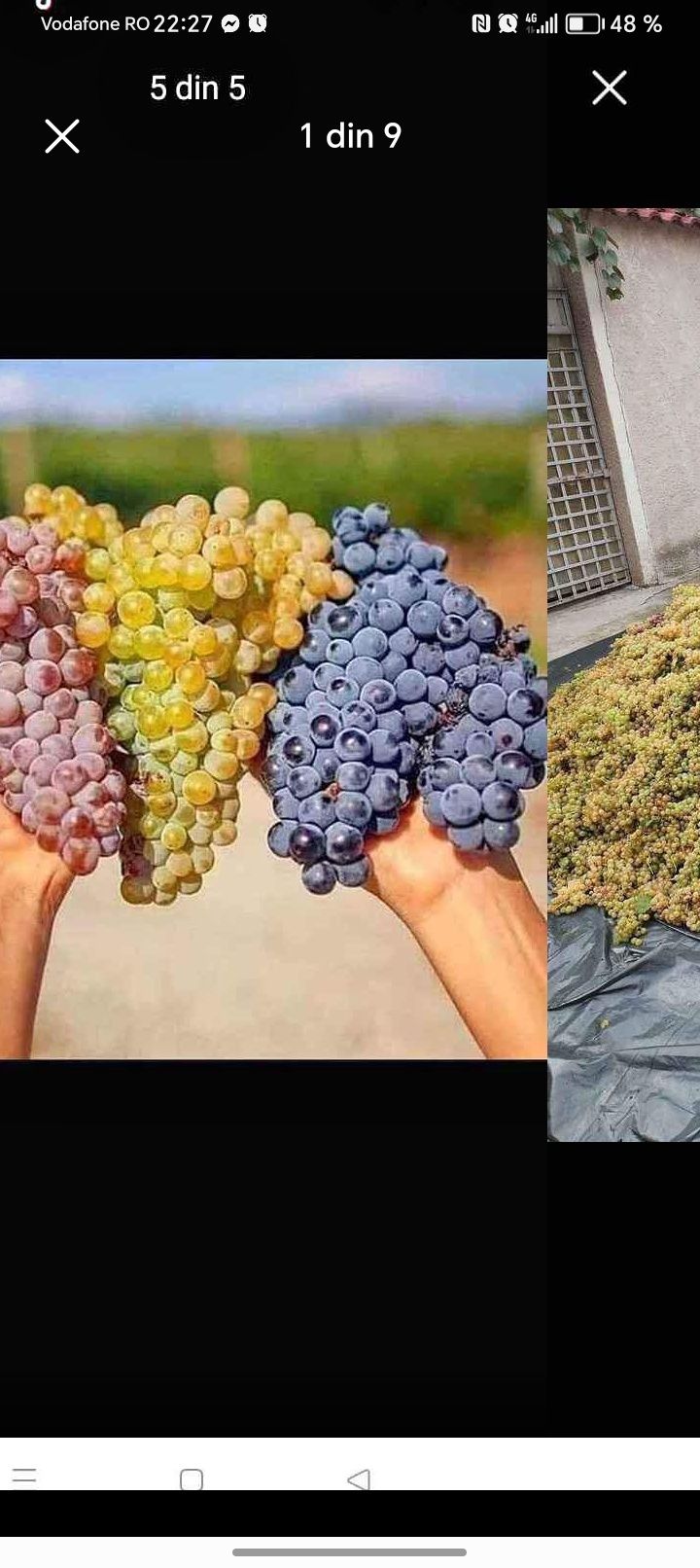 Vând struguri de vin