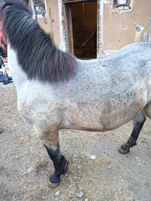 Vând mânz de 9 luni