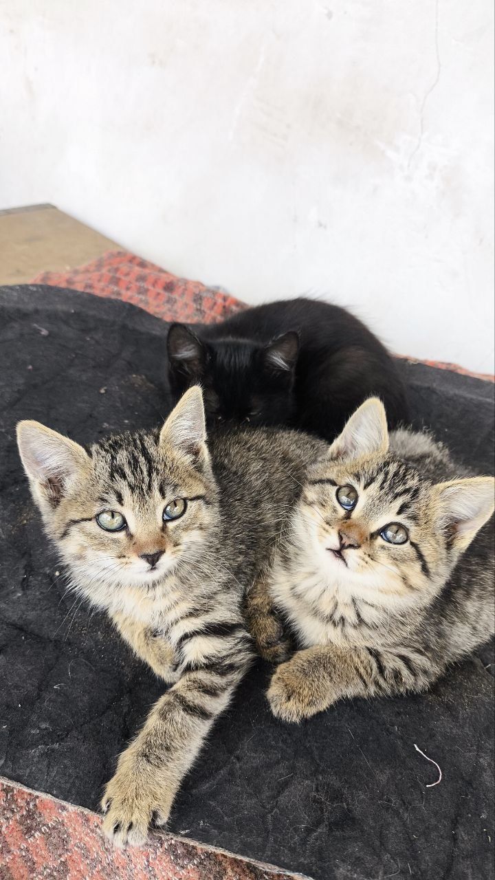 Mushiklar beriladi
