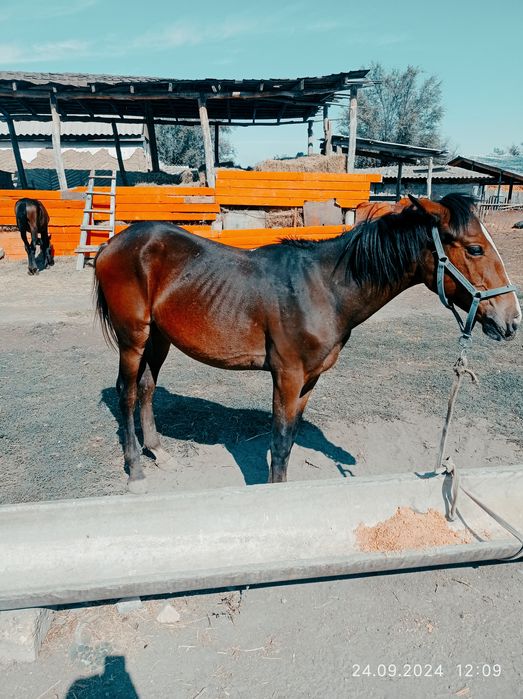 Тайлар сатылады.