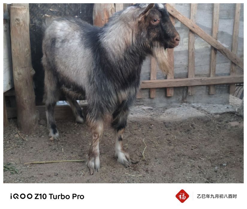 Текелер сатылады