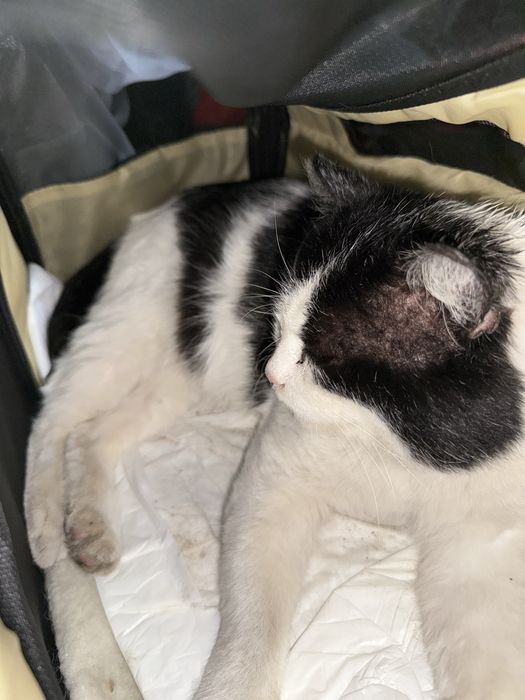 Ищем хозяев котик