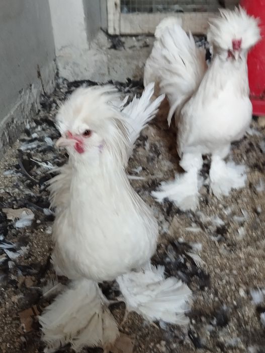 Карейски японкала сотилади. Зоти тоза.