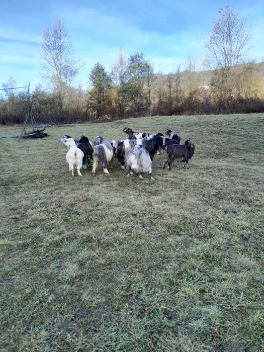 Se vand 13 capre si 2 tapi caprele sunt cele din poze