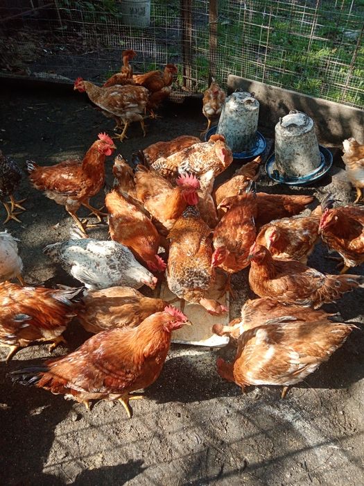 Pui de casă crescuți natural