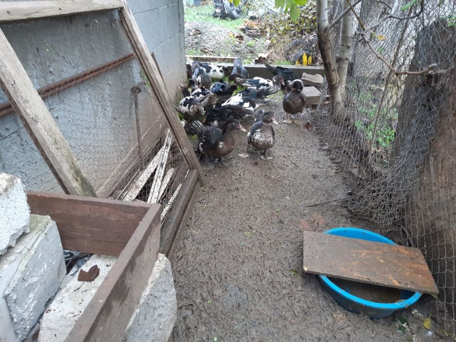 Vând  cocoși,găini și rățoi  leșești