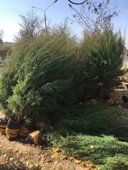 Majvenik archa sotiladi