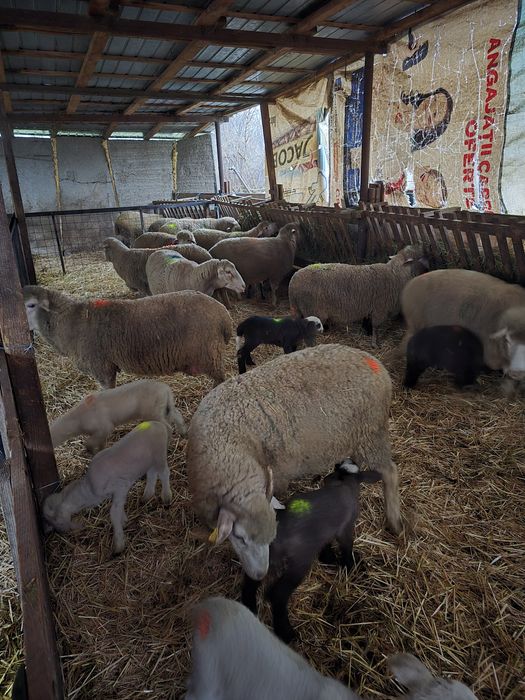 Oi de vânzare cu miel lângă ea