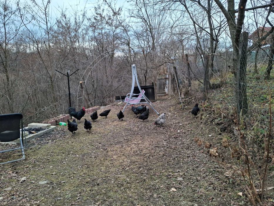 Oua incubat Australorp
