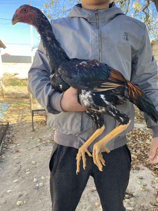 Дакан жоже июнски