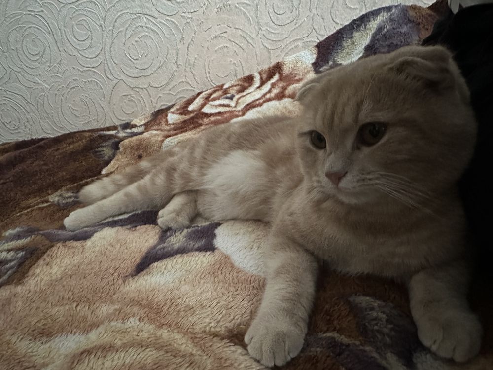 Шотландская вислоухая кошка