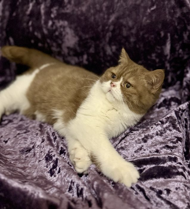 Британские кошки Циннамон и Циннамон биколор