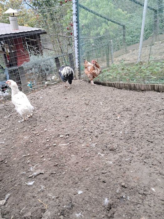 Cocoș Araucana 2024