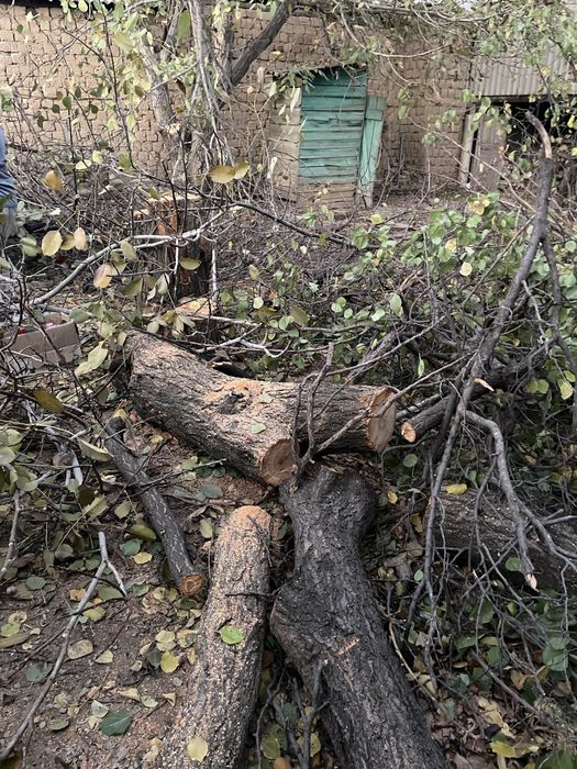 Дрова бесплатно, Отындарды тегін беремін