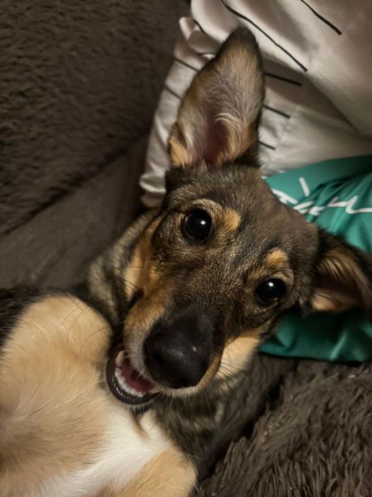 Помогите найти дом этой милой собачке