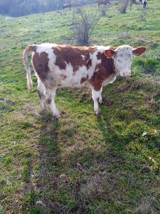 Vând 2 vițele bălțate