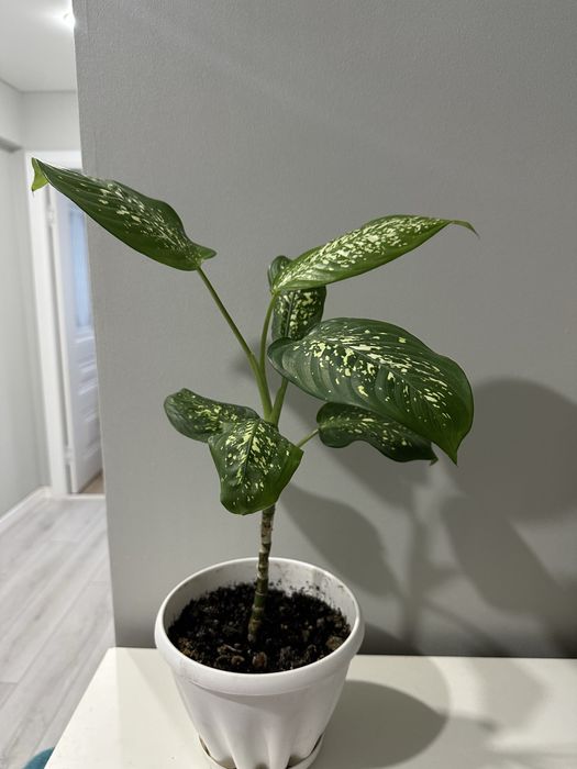 диффенбахия и толстянка