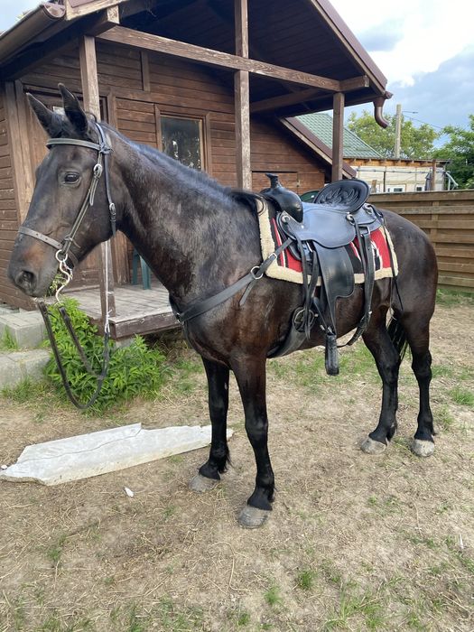 Iapa lipitana negru corb