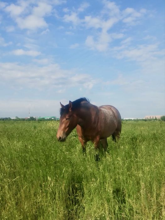 Vând cal semi-greu, femelă pentru călărie sau tracțiune