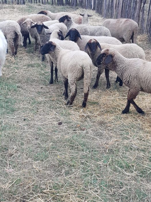 Vînd 10 miele țigăi