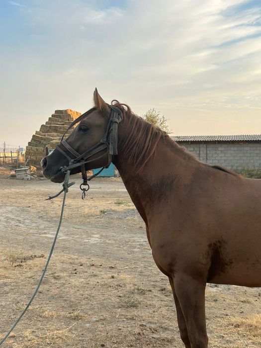 Читокровная араб