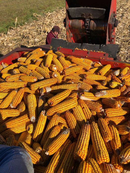 Vând porumb stiuleti