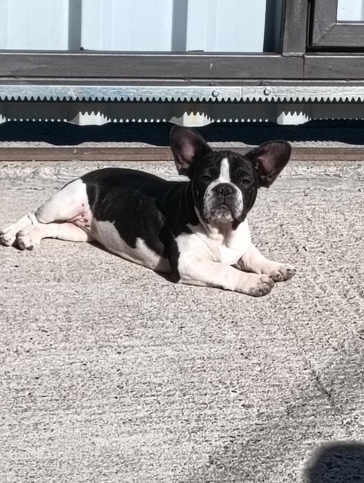 Donez doua femele bulldog