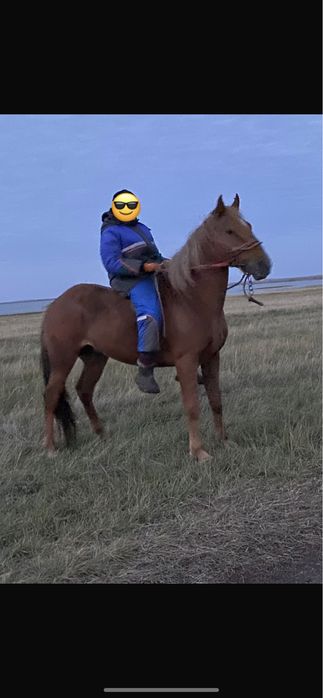 Дөнен айғыр сатылады