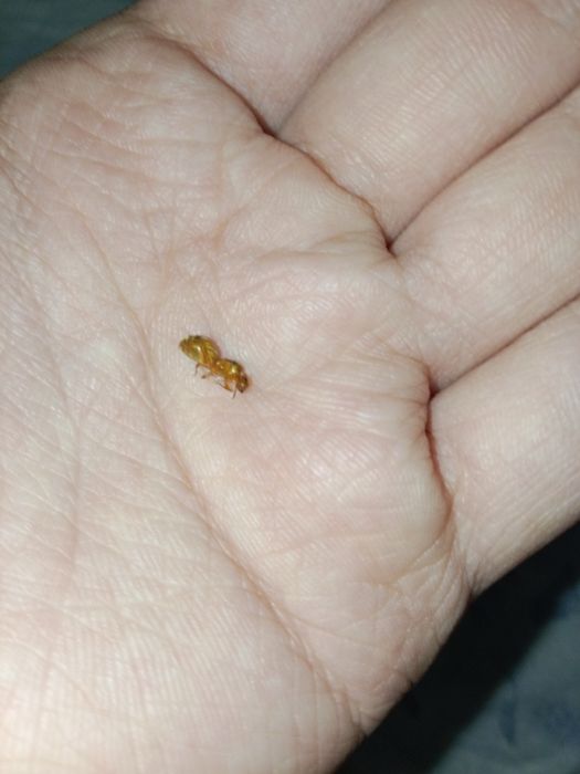 Муравьи редкие, Lasius flavescens название.