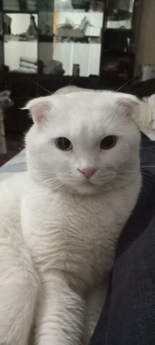 Вязка мушук кўпайтириш учун эркак 2 ёш соғлом