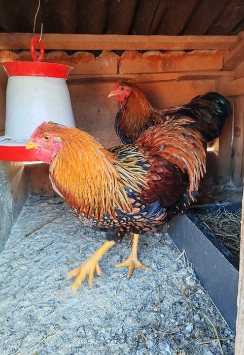 Când Cocoși Wyandotte GSG