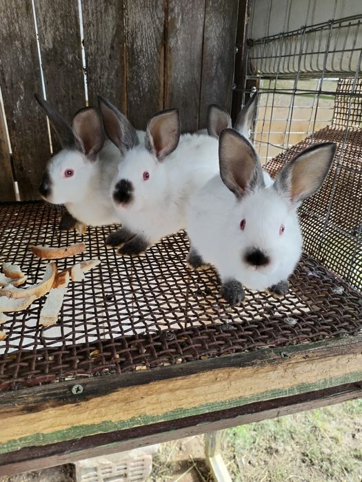 Vînd iepuraș din rasa californian