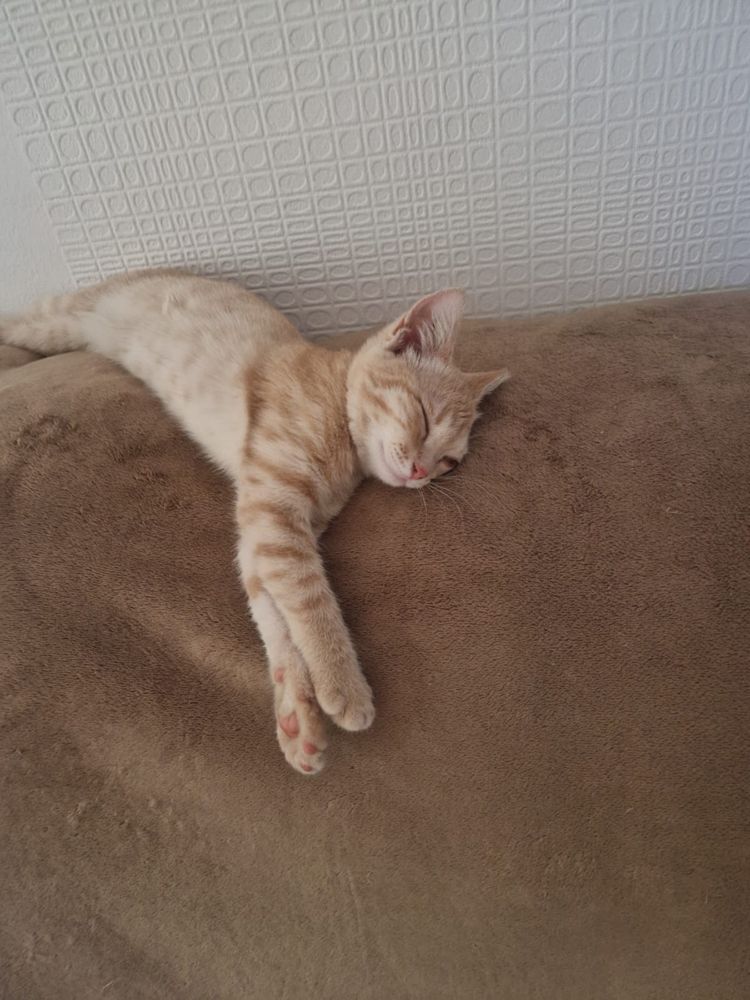 Ищет дом рыжая кошечка по кличке Сандра.