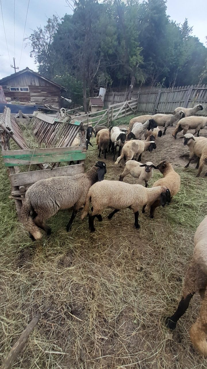 Vind oi carabase sârbești