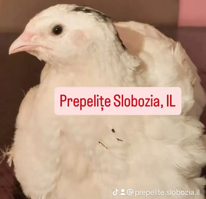 Vând ouă incubat POLARA GIGANT XXL, pui, tineret