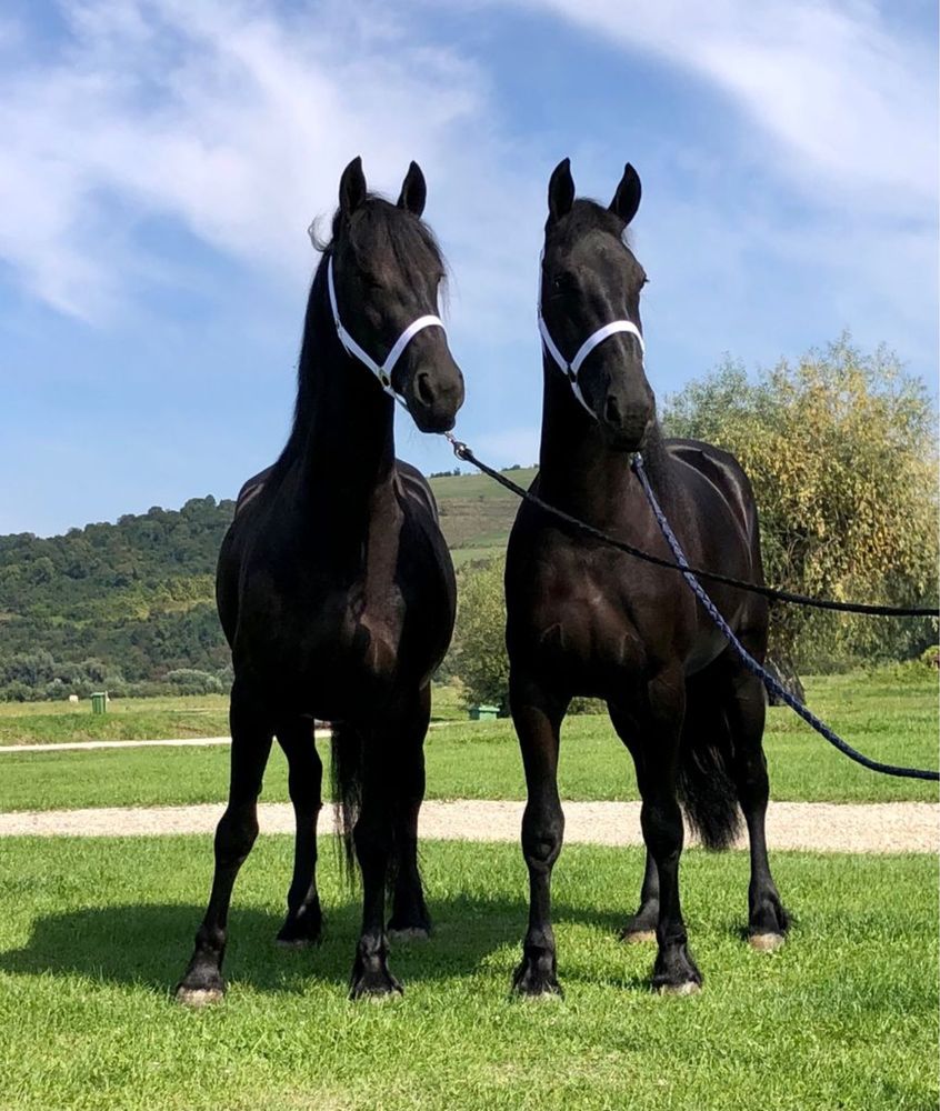 Iepe Friesian pereche Frizian Echitatie trasura calarie