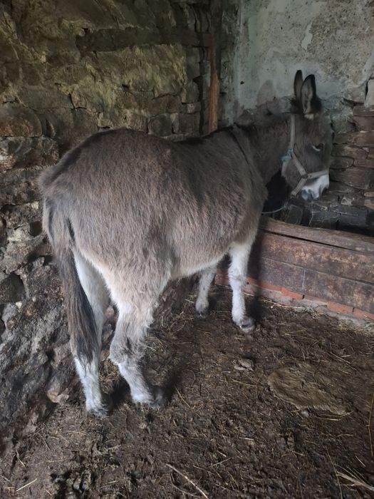 Продава се магарица 5 годишна