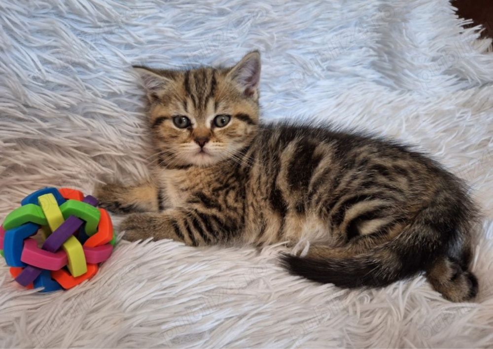 British Shorthair Brown femela