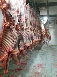 ТОО Кайып-Ата реализует охлажденное мясо говядин и баранины с НДС.