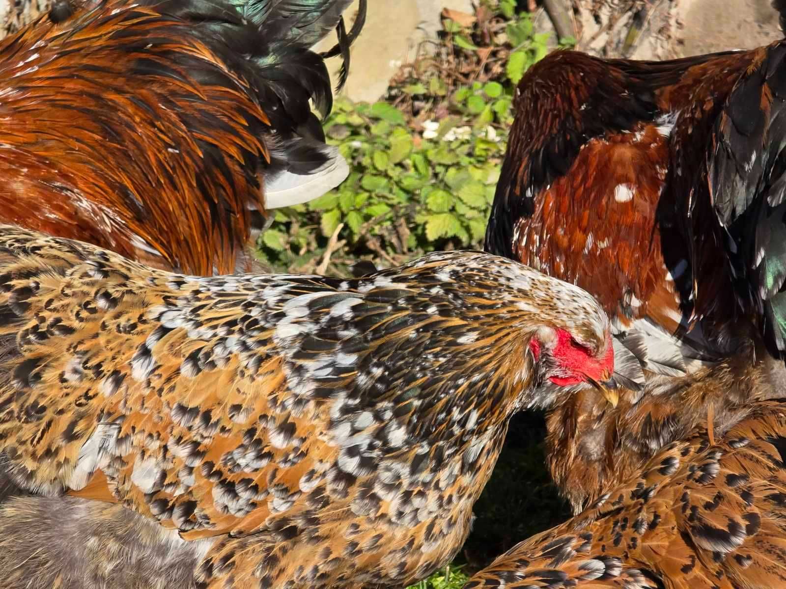 Продавам разплодни яйца от Порцеланова Брама/Porcelain Brahma