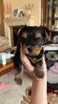 Yorkshire terrier talie mica
