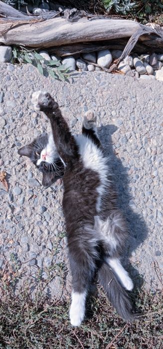Продается шикарный котик