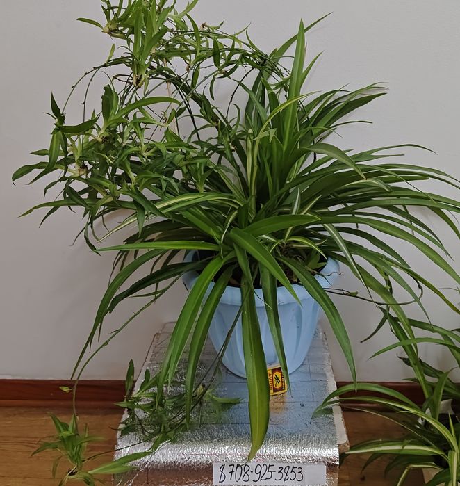 Неприхотливые цветы в офис и класс Доставка